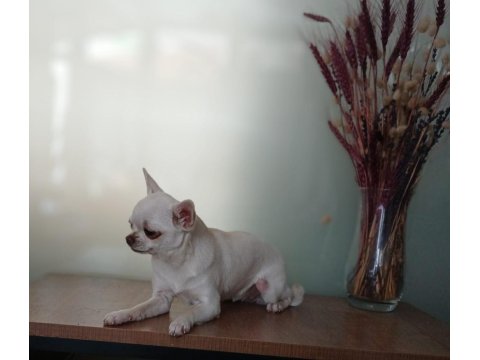 Beyaz Harika Anatomili Şivava