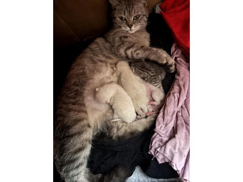 British Yavru Kediler