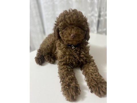 Toy Poodle 4 Aylık