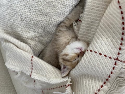 2 Aylık British Shorthair