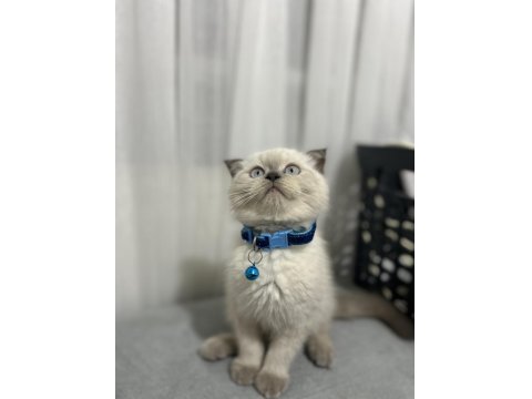 Scottish Fold Kedimiz