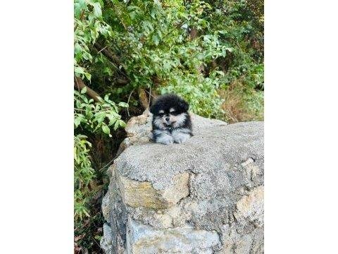 Pomeranian Boo Yavrumuz Sağlık Ve Irk Garantilidir