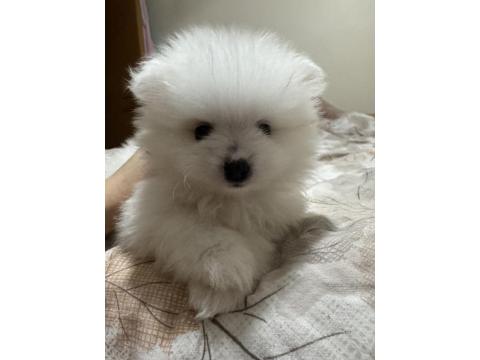 5 Pomeranian Yavrumuza Aile Arıyoruz