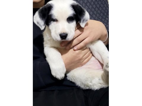 Border Collie Kırma Safkan Çoban