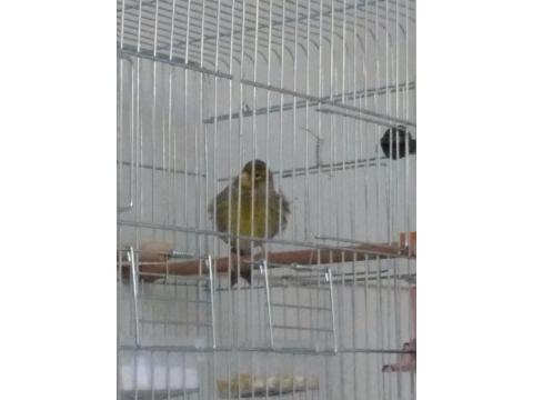 Boğa Gibi Öten Sarı Agat Mozaik Kanarya