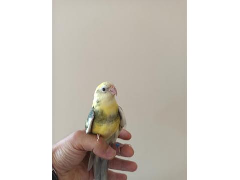 Şarkıcı Çimen Pareket Papağanı