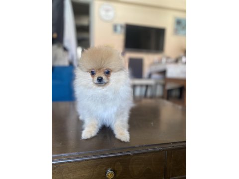 Mini Boy Pomeranian Boo Kızımız