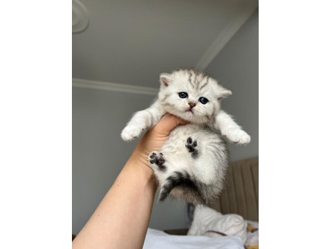 Ns 11 Ve Silver Tabby British Shorthair Yavrular