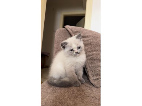 Safkan British Bluepoint British Shorthair