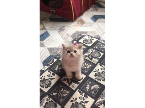 British Shorthair 3-4 Aylık