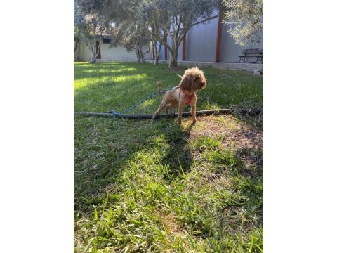 Red Brown Gebe Poodle