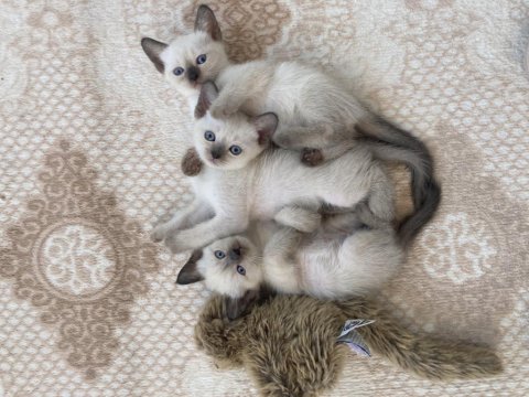 Uygun Fiyatlı Sevimli British Shorthair Yavrularım