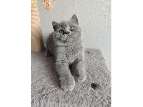 Ayı Surat Safkan Son British Shorthair Yavrumuz