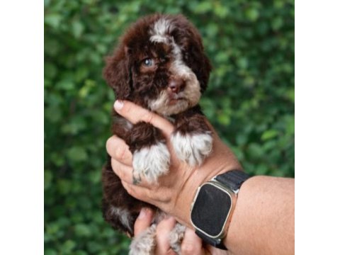 Çikolata Poodle Ve Siyah İnciler