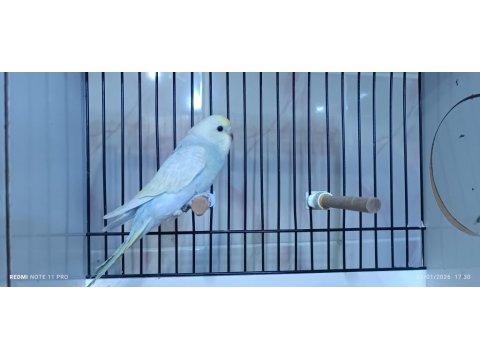 Yeme Düşmüş Rainbow Muhabbet Kuşu Yavrum Dişi