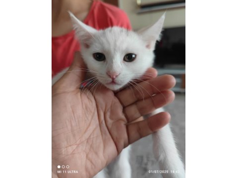 2.5 Aylık Bal Tatlısı British Shorthair Kırma