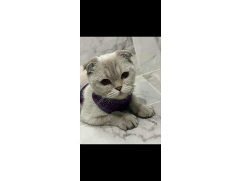 Yaşına Girdiği İçin Scottish