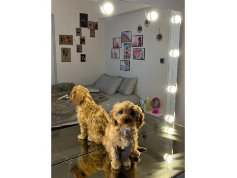 Cavapoo Dişi Yavru