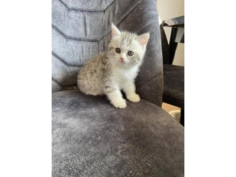 Sahibinden Yavru Chinchilla Yavrusu