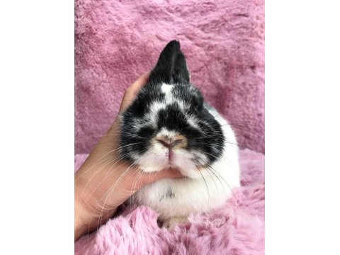 Cüce Tavşan (Broken)