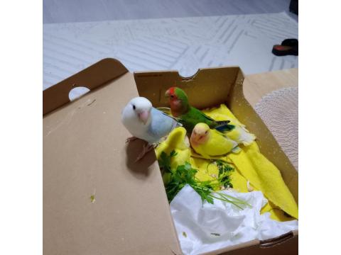 Evde Beslediğim Takım Sevda Ve Yavruları Sahiplerini Arıyor