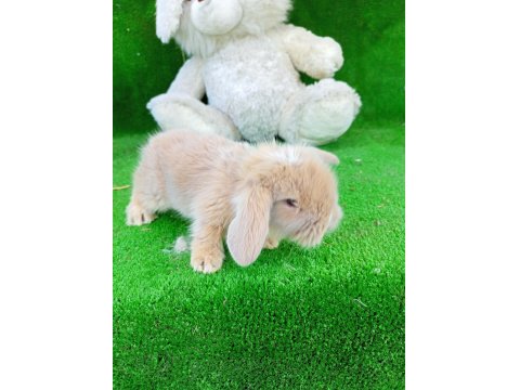 Hollanda Teddy Lop Tavşan Yavruları Gönderim Var