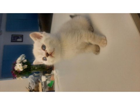 Safkan British Shorthair Yavrularımız