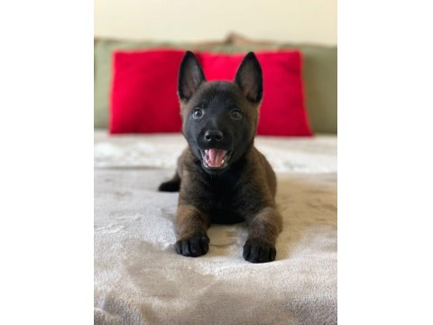 Düşman Yok Eden Belçika Kurdu