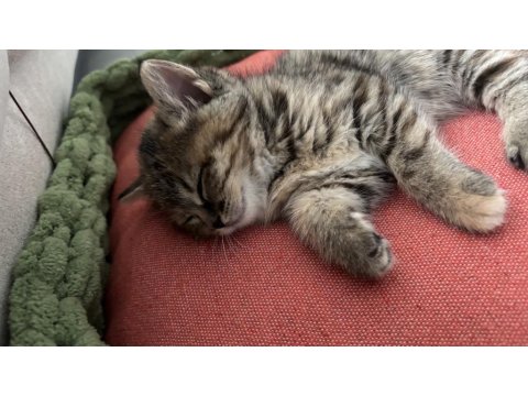 2 Aylık Yavru Kedimiz