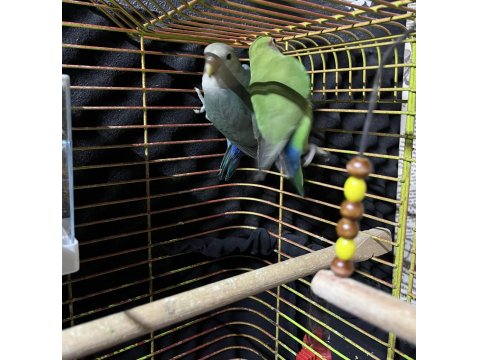 Takım Sevda Papağanı