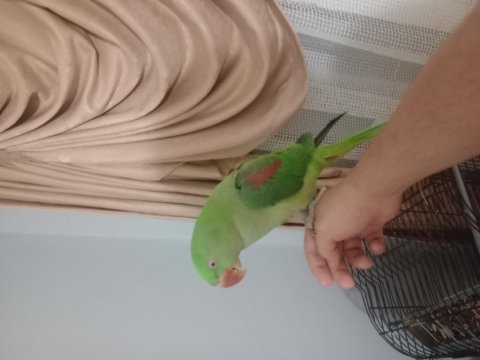 Full Evcil Konuşan Alexander Papağanı