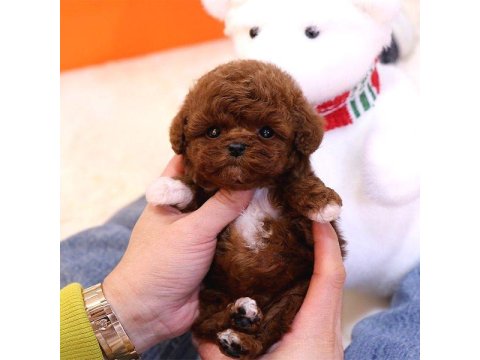 Toy Poodle Köpeği Yavrular