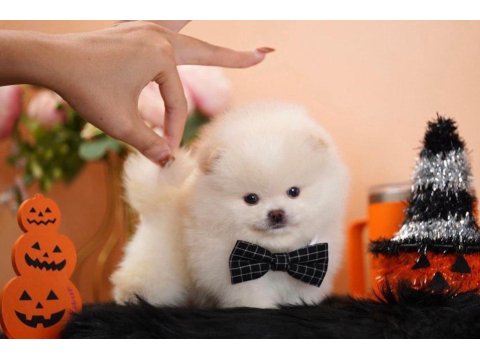 Pomeranian Boo Micro Ayıcık Surat