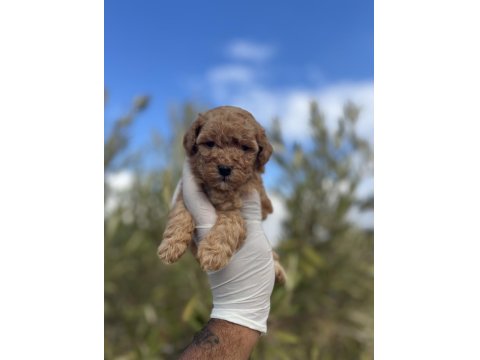 Minik Poodle Bebekler