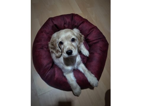 2,5 Aylık Dişi İngiliz Av Köpeği