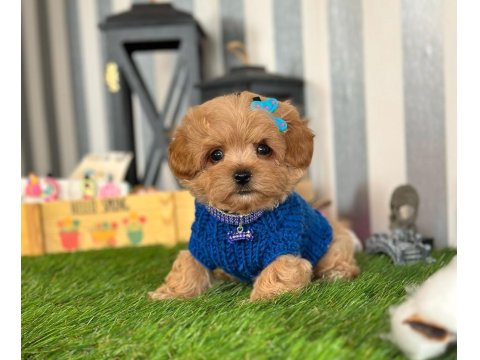 Küçük Irk Poodle Bebekler