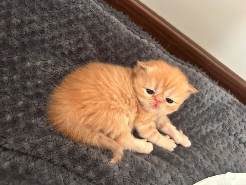 İran Kedisi Yavrular