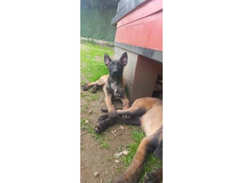 Bursadan Malinois Yavrular