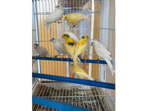 Üreticiden Halka Kanaryalar