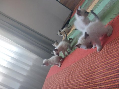 Safkan Siyam Kedisi Bebekler