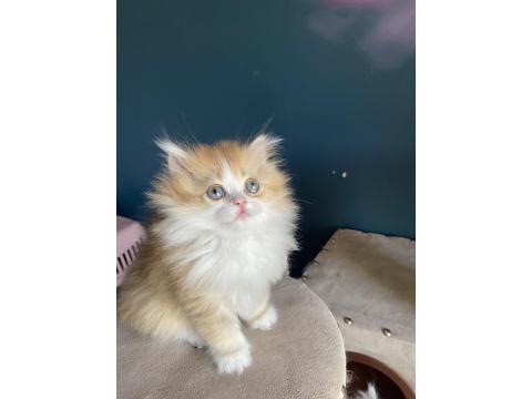 Bicolour Safkan British Longhair Kardeşler