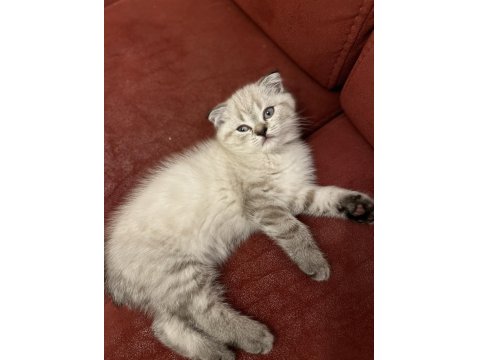 50 Günlük Bluepoint Yavru Kediler