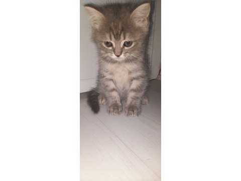 British Ve Scottish 4 Yavru