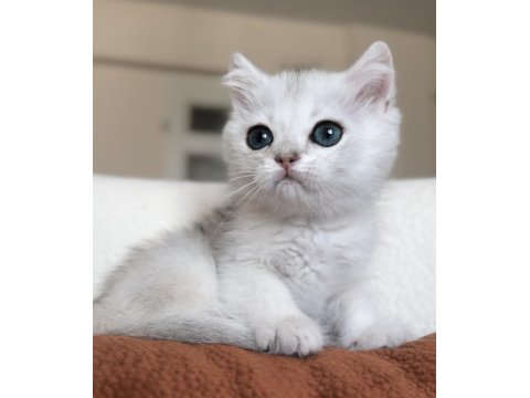 Mükemmel Kalite Silver Kedimiz