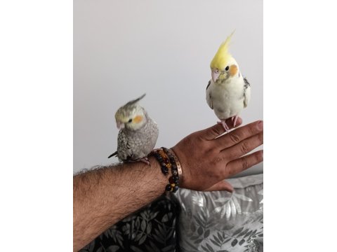 Ele Alışkın Isırma Bilmezler Evcil Çok Güzel Çift Sultan Papağanı