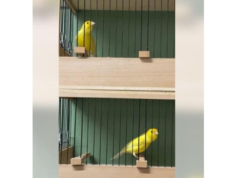 Zıpkın Gibi Ötümde Harz Roller Kanaryalar!