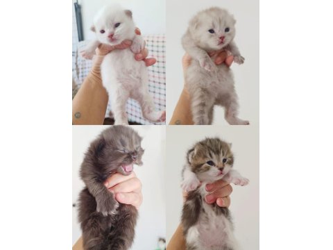 Çikolata Babanın Bebek Kedileri