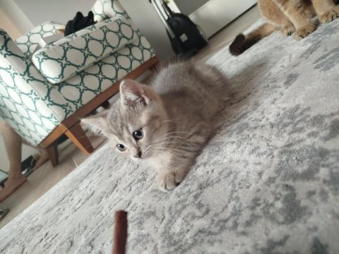 Kedimiz Puki Yeni Yuvasını Arıyor