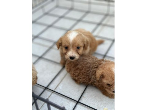 Sevimli Maltipoo Yavrularımız Yeni Ailelerini Bekliyor