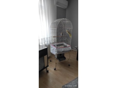 Çift Sultan Papağanı + Büyük Jako Kafesi